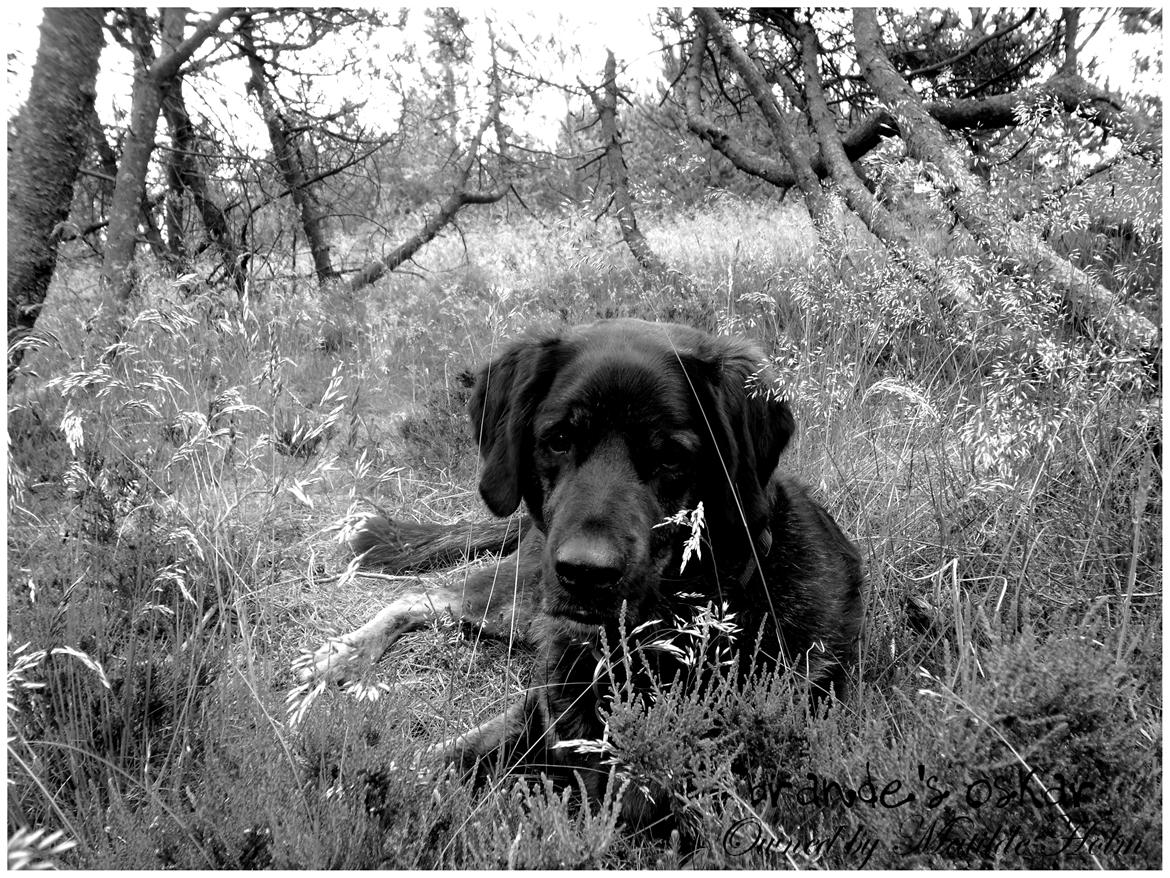 Blanding af racer Oskar R.I.P billede 11