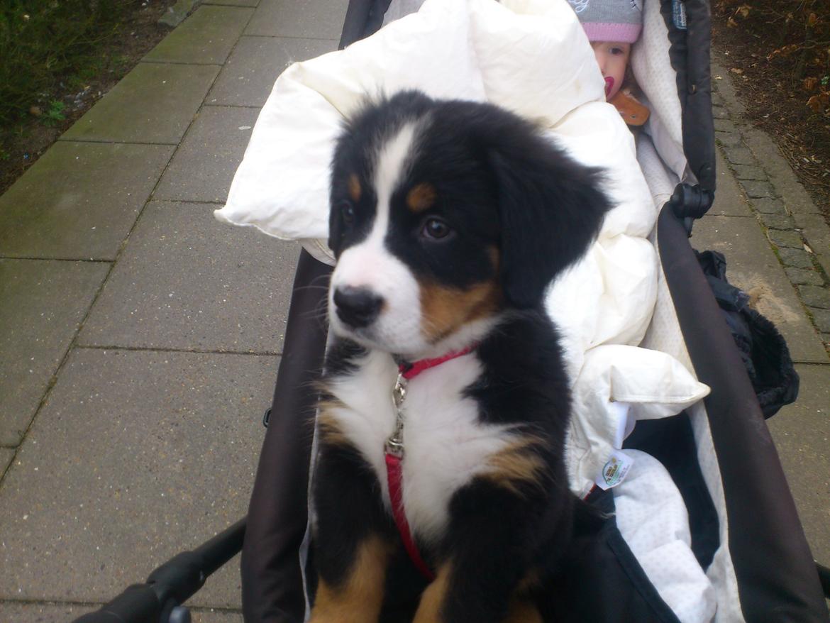 Berner sennenhund bernerstuens baylene(bella) billede 3