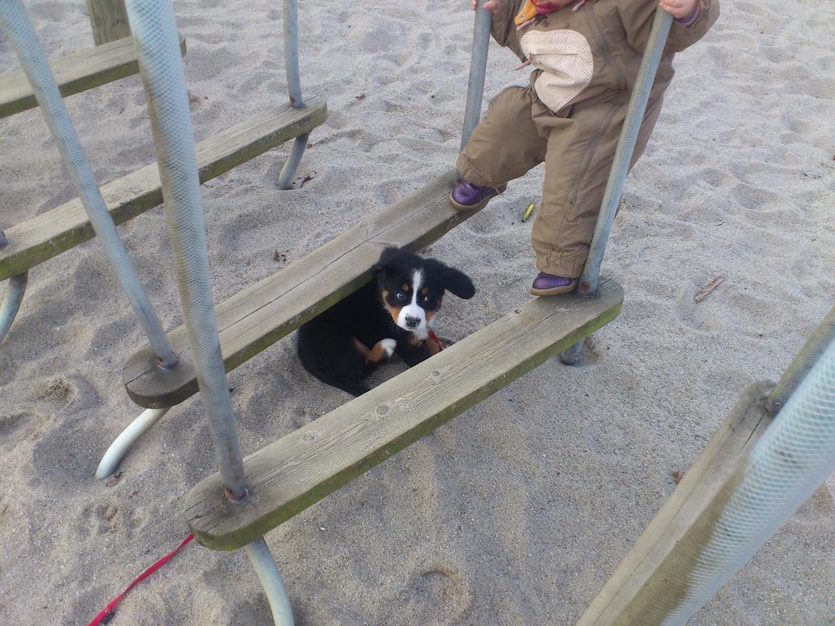 Berner sennenhund bernerstuens baylene(bella) billede 7