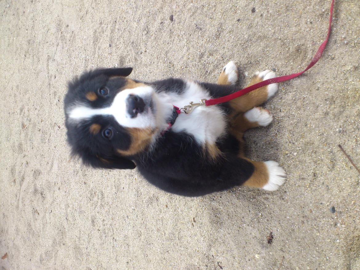 Berner sennenhund bernerstuens baylene(bella) billede 8