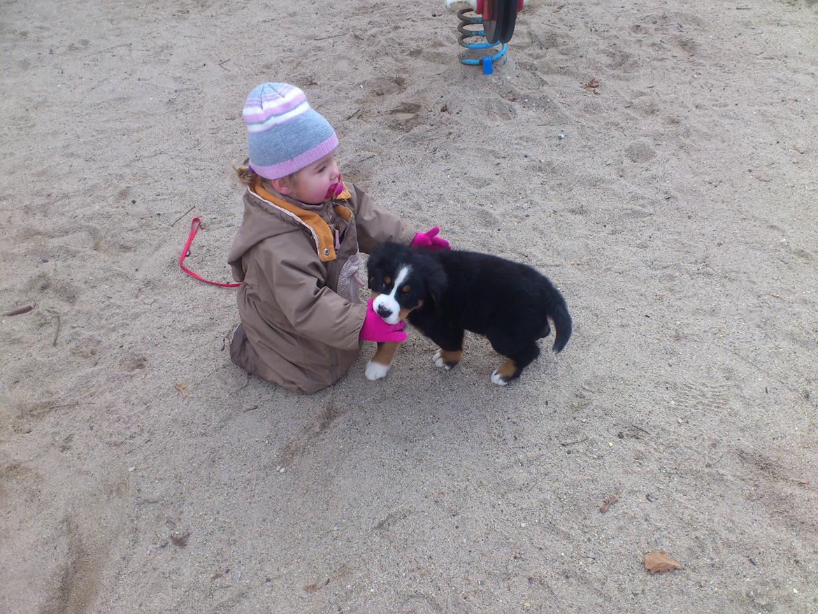 Berner sennenhund bernerstuens baylene(bella) billede 9