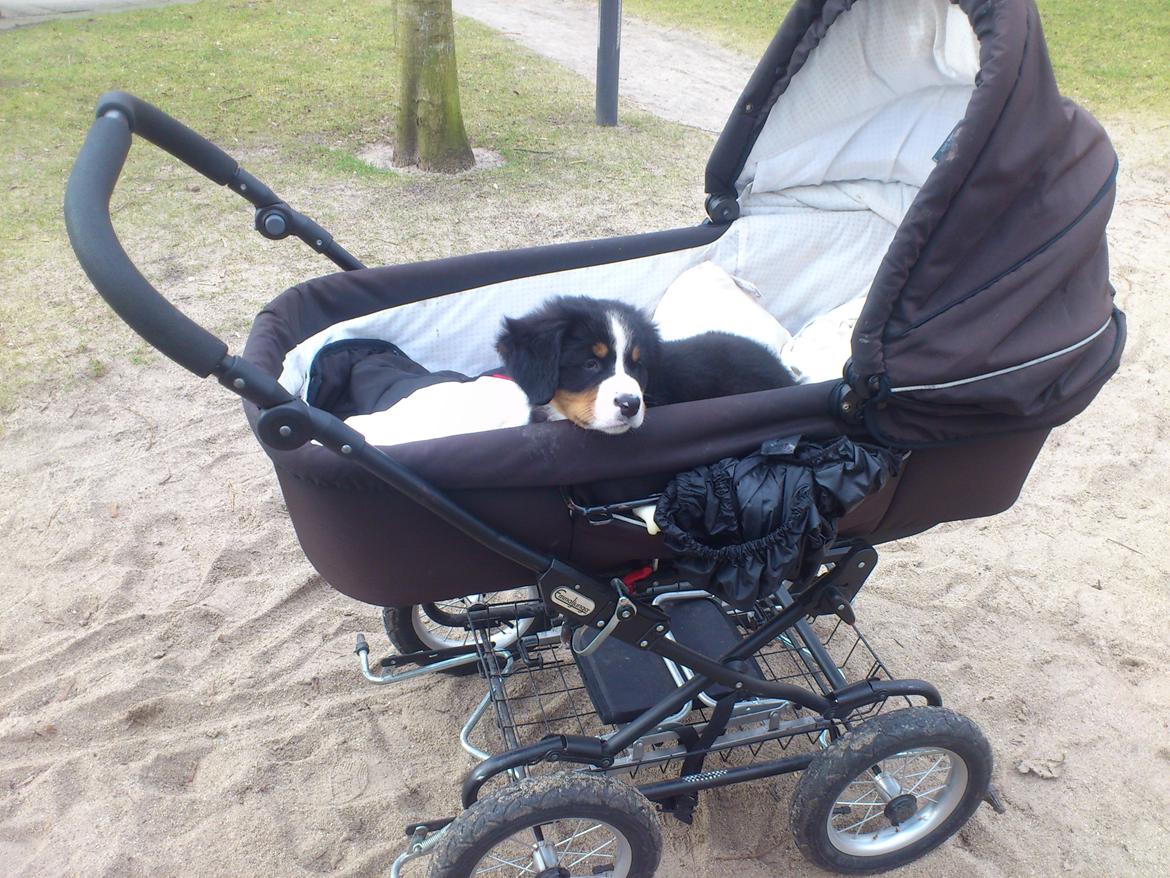 Berner sennenhund bernerstuens baylene(bella) billede 10