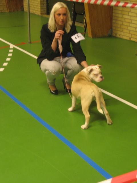 Olde english bulldogge Bullina´s Florentina - Udstilling i Nyborg Februar 2012 billede 15