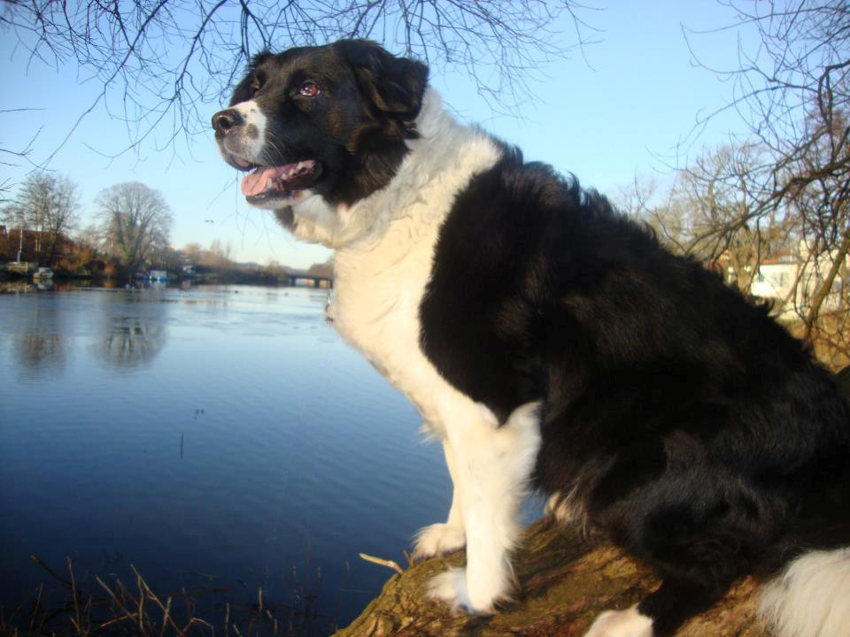 Border collie Vila - R.I.P billede 15