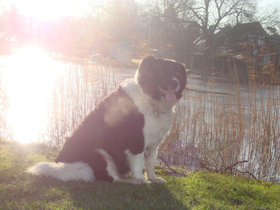 Border collie Vila - R.I.P billede 3