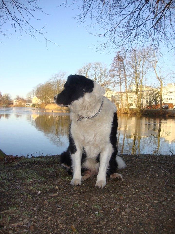 Border collie Vila - R.I.P billede 4