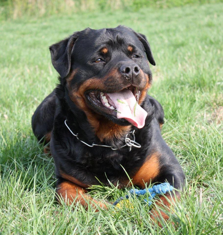 Rottweiler Hobie Vom Hause Luna - Hobie ligger med sin ynglingsbold. Vi har lige trænet.  billede 1