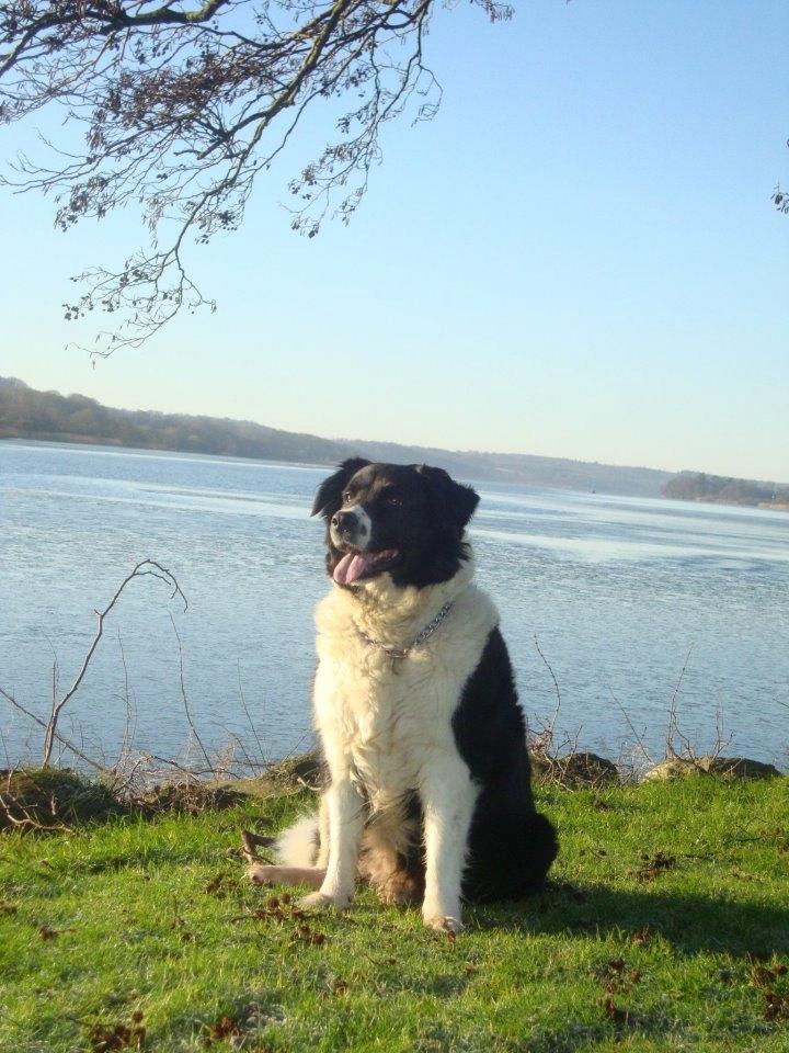 Border collie Vila - R.I.P billede 5