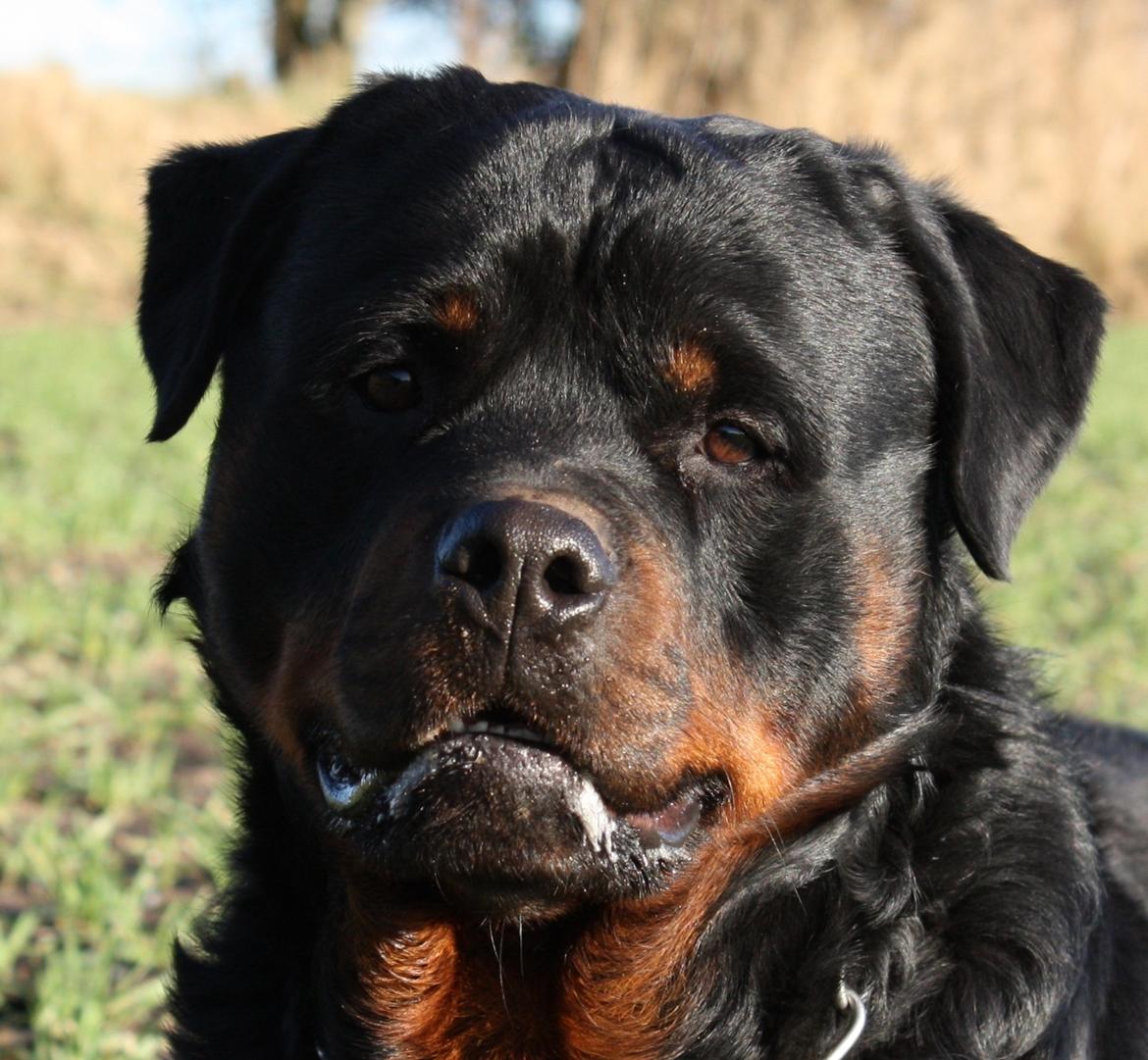 Rottweiler Hobie Vom Hause Luna billede 3