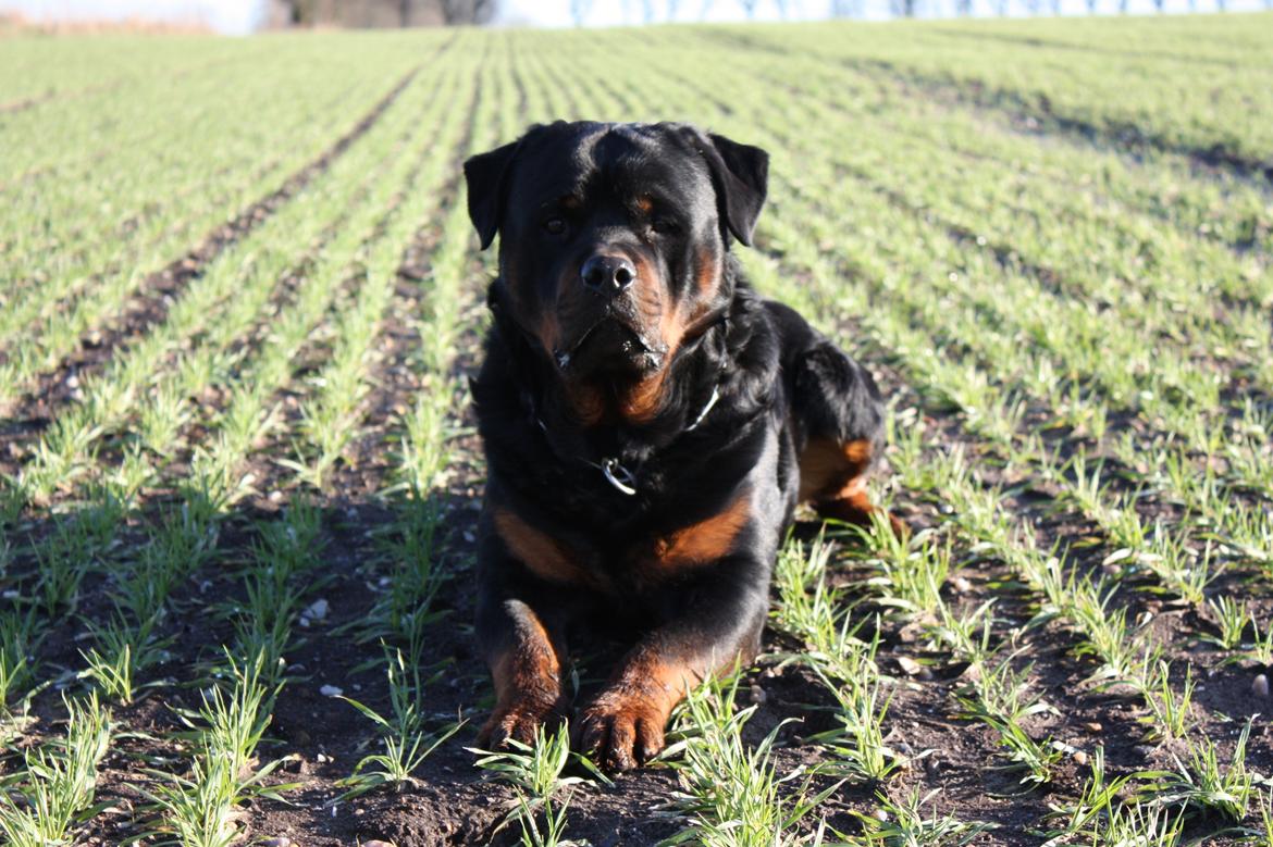 Rottweiler Hobie Vom Hause Luna billede 5