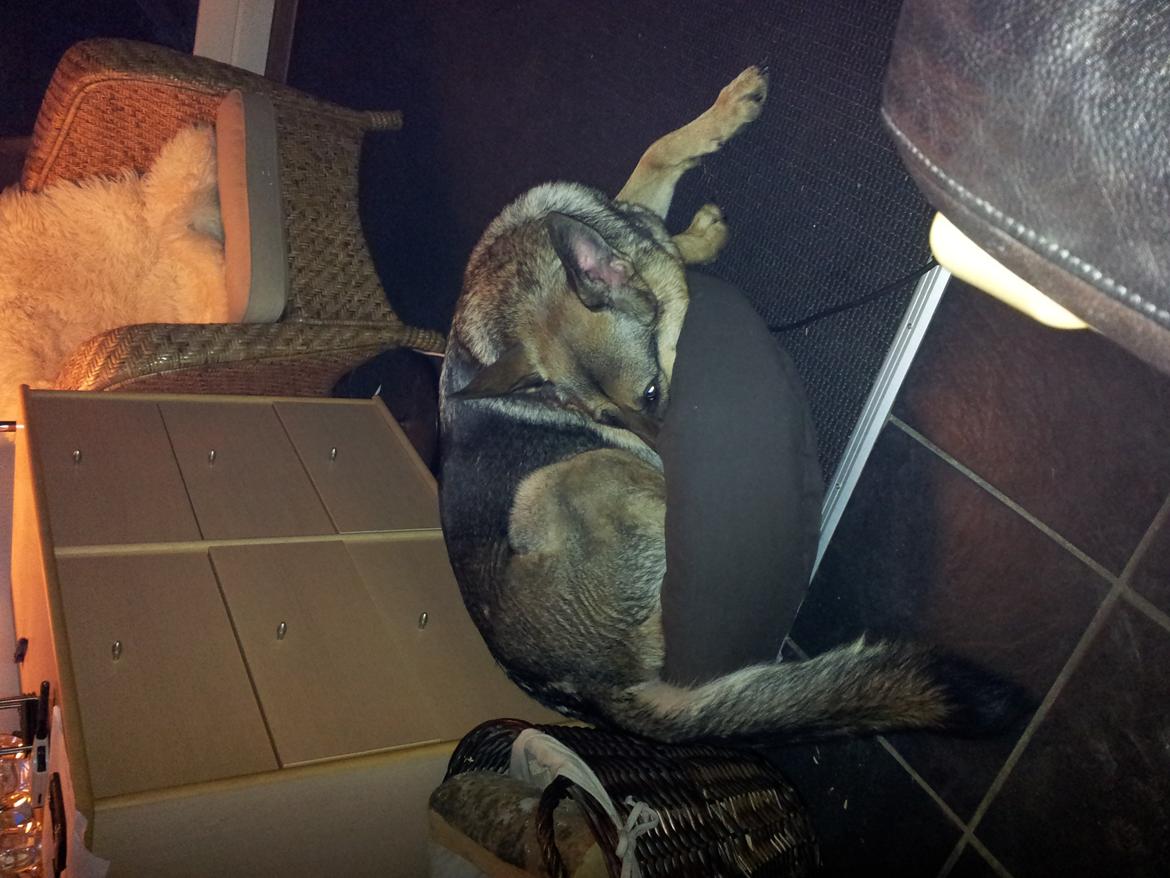 Schæferhund Von Der Lakimo´s Azzi - kurven er der og det er sitas, nu det min, skal bare ligger her, der er ingen der kan se den er for lille vel. billede 8