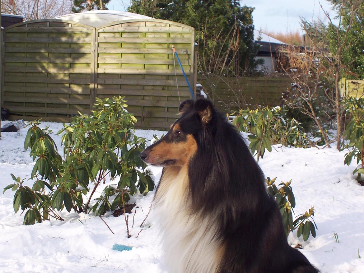 Collie langhåret Santos (himmelhund) billede 1