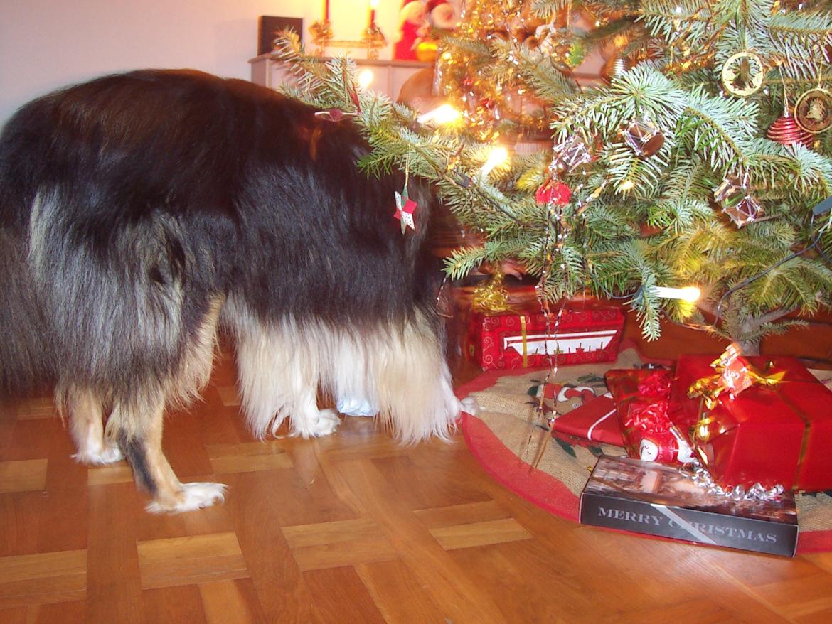 Collie langhåret Santos (himmelhund) - mon der er en gave til mig?? billede 2