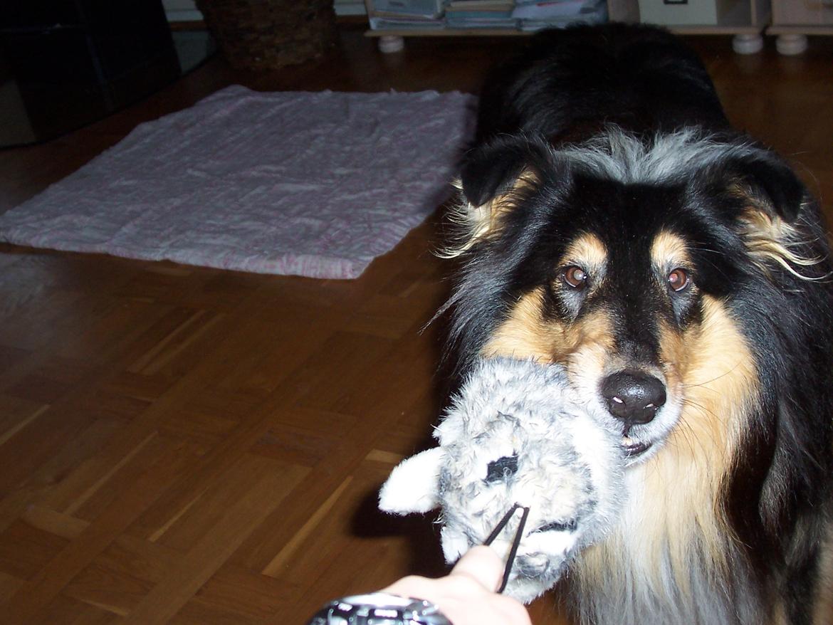 Collie langhåret Santos (himmelhund) - Santos med en af hans mange bamser billede 3