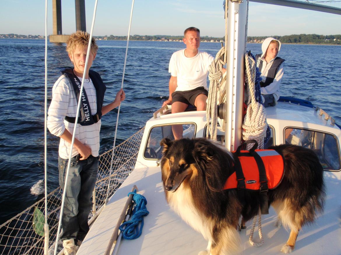 Collie langhåret Santos (himmelhund) - Santos sejlerhund. billede 4