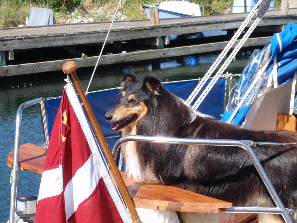 Collie langhåret Santos (himmelhund) - Spændende ...en ny havn! billede 5