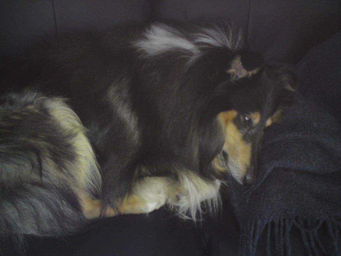 Collie langhåret Santos (himmelhund) - Hygge.... billede 6