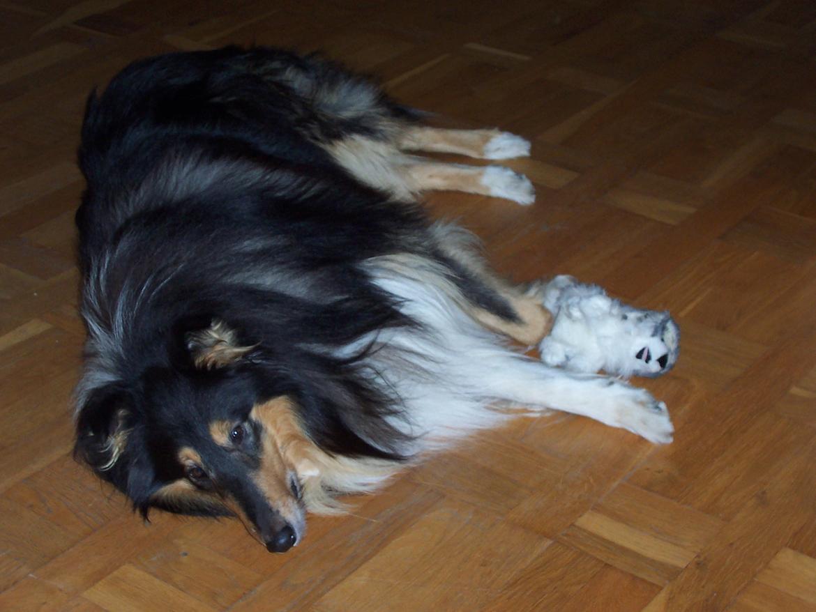 Collie langhåret Santos (himmelhund) - Tar lige en slapper. billede 8