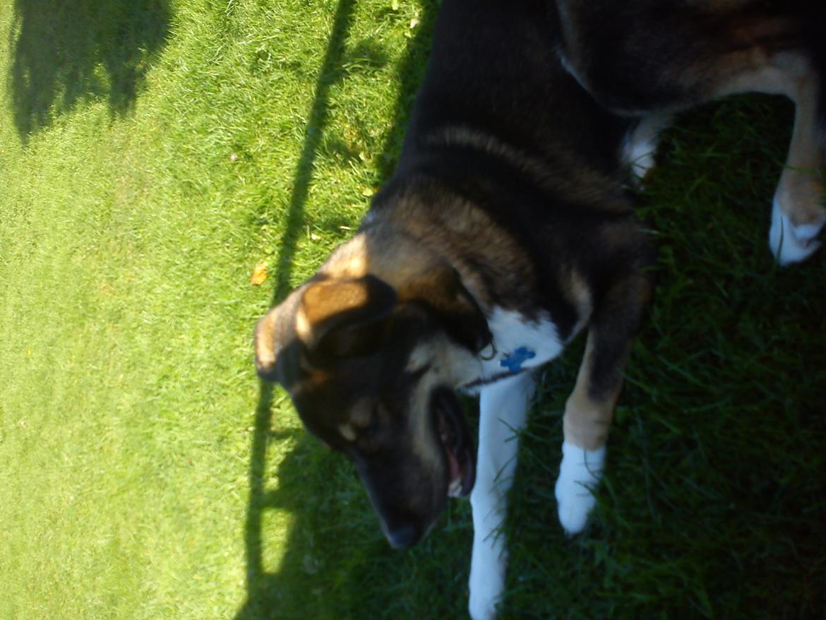 Blanding af racer Tyson billede 2