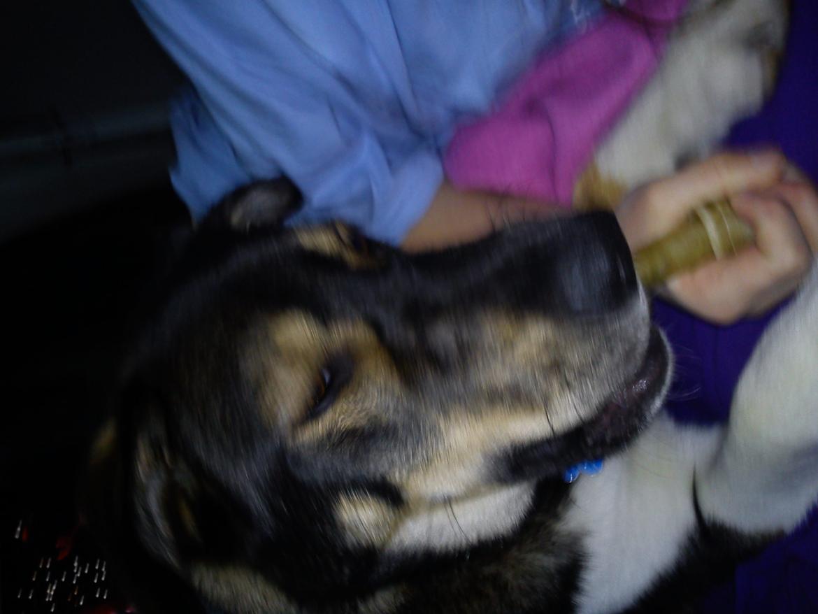 Blanding af racer Tyson billede 3