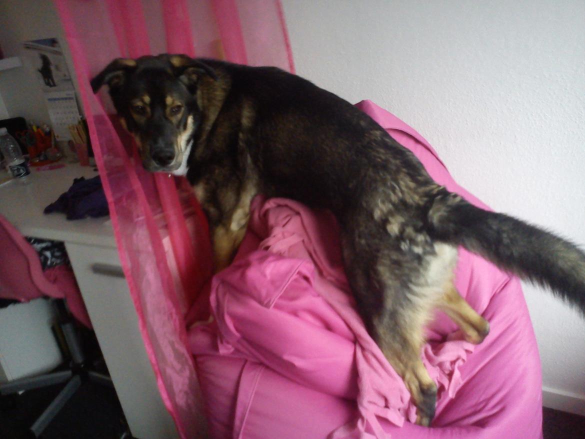 Blanding af racer Tyson billede 4