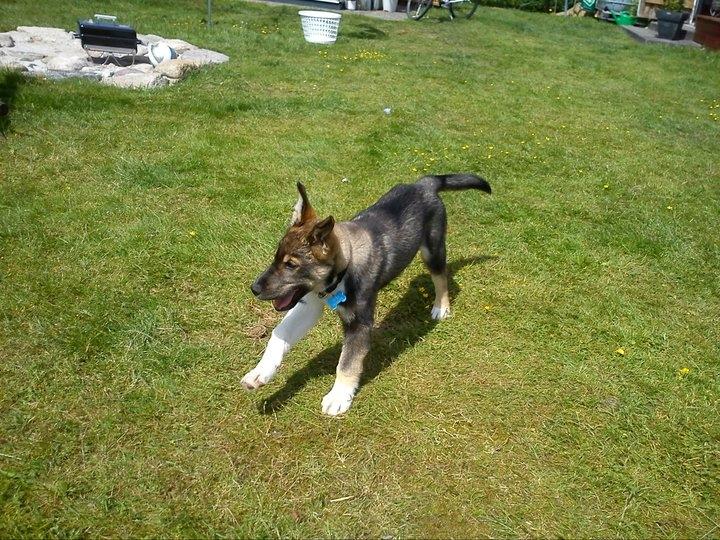 Blanding af racer Tyson billede 5