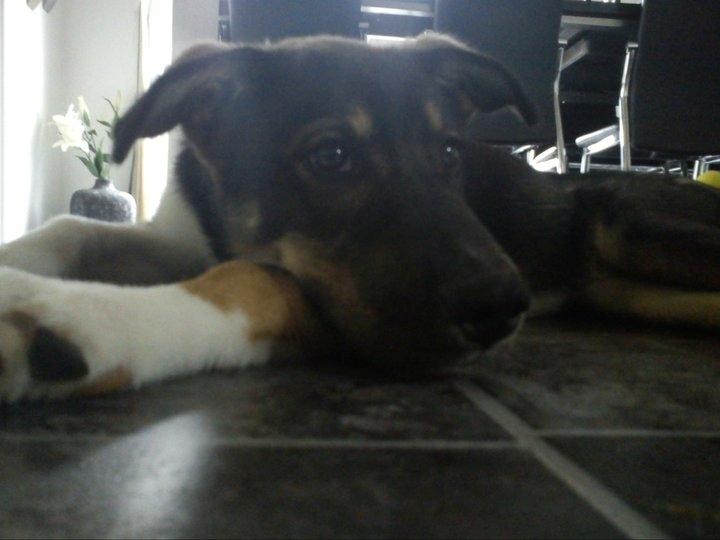 Blanding af racer Tyson billede 6