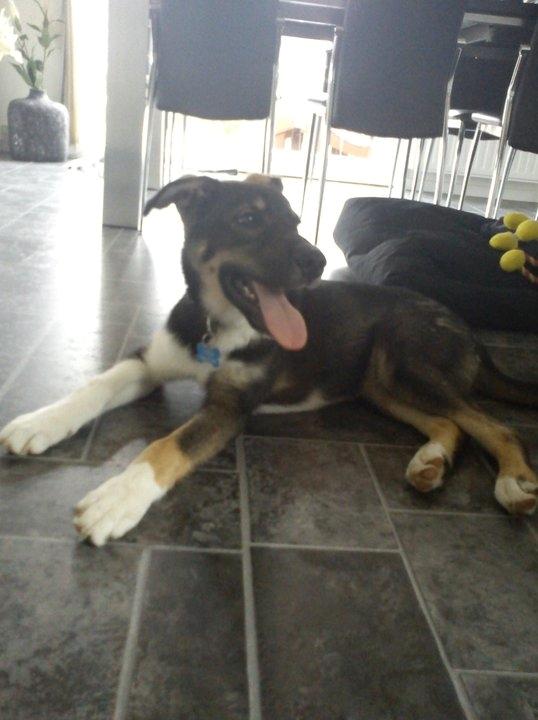 Blanding af racer Tyson billede 7