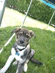 Blanding af racer Tyson billede 8