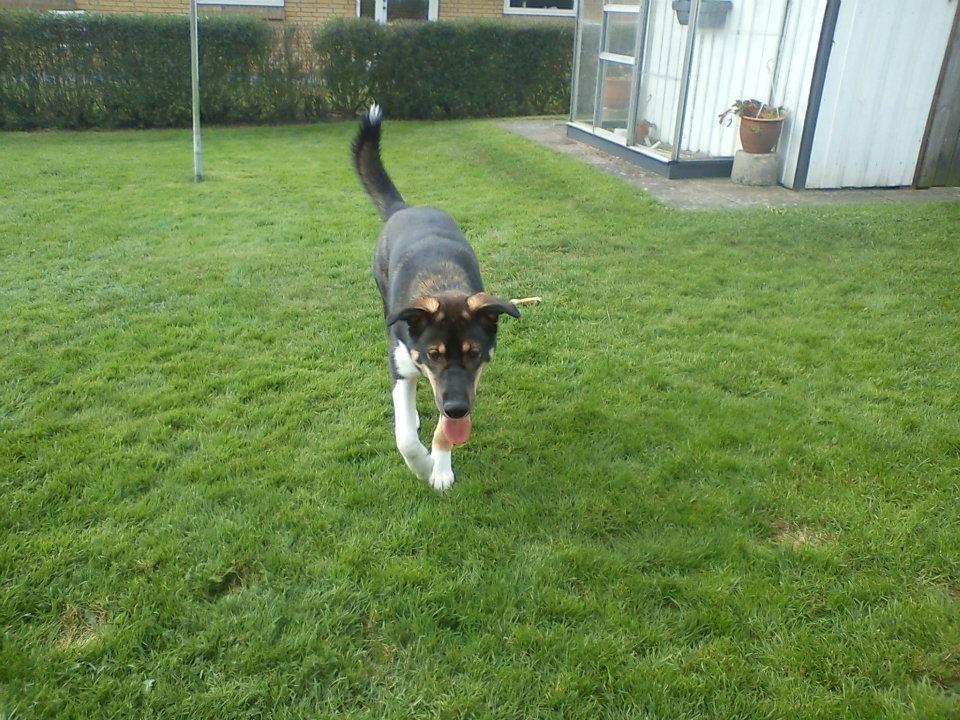 Blanding af racer Tyson billede 9