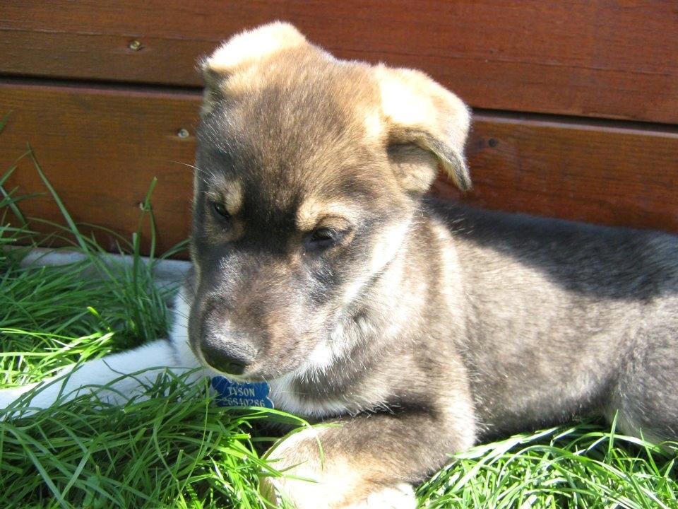 Blanding af racer Tyson billede 10