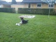 Blanding af racer Tyson billede 11