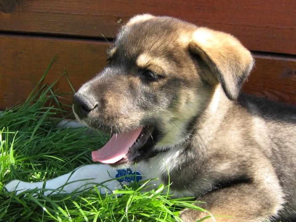 Blanding af racer Tyson billede 12