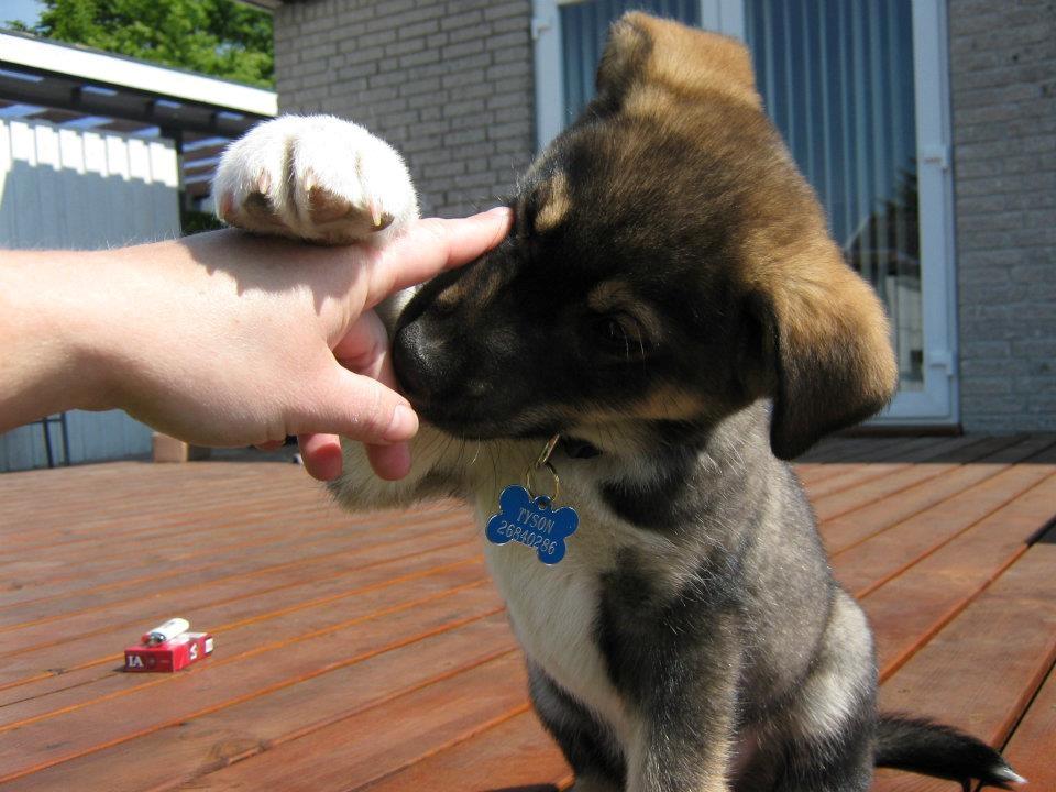 Blanding af racer Tyson billede 13