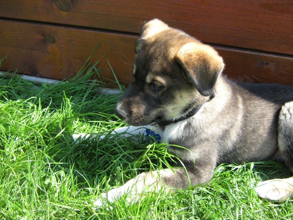 Blanding af racer Tyson billede 14