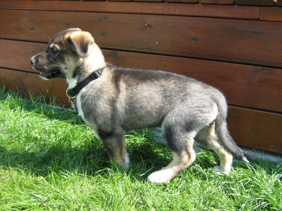 Blanding af racer Tyson billede 15