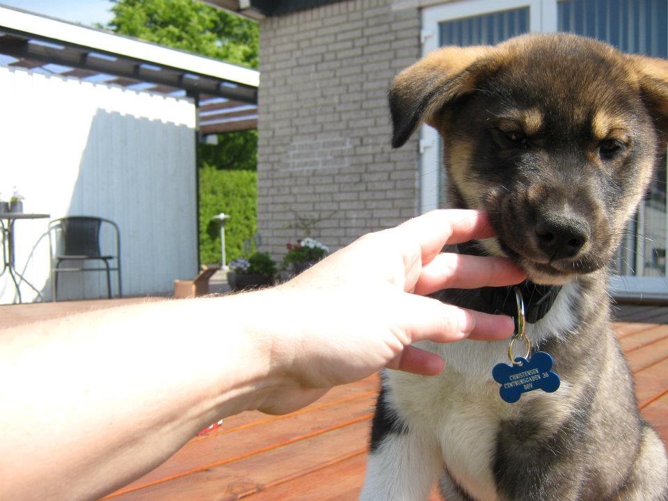 Blanding af racer Tyson billede 16