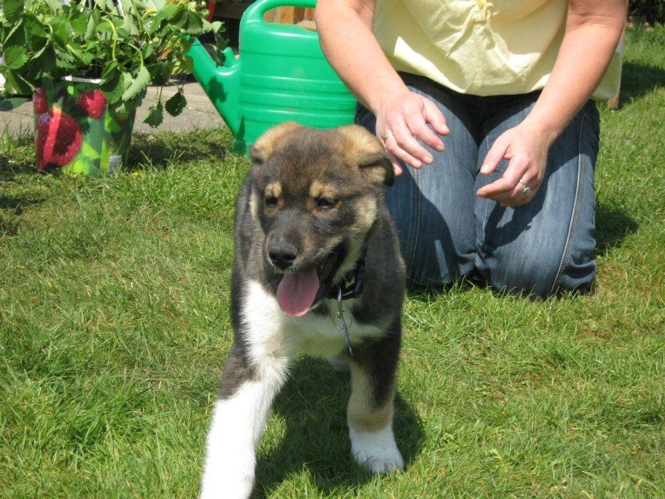 Blanding af racer Tyson billede 17