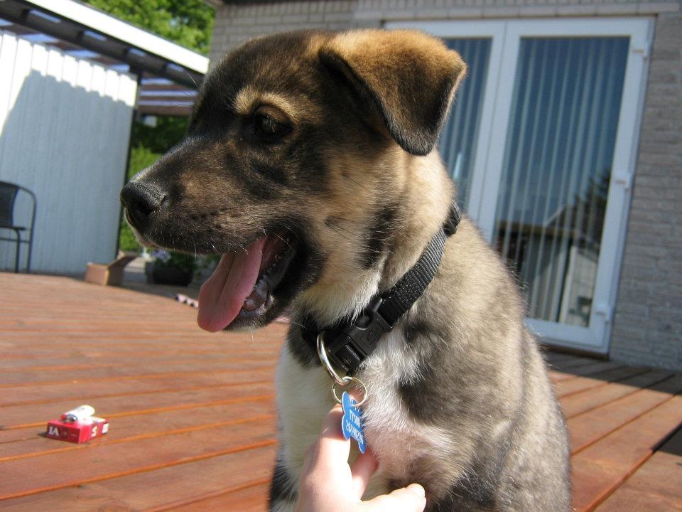 Blanding af racer Tyson billede 18