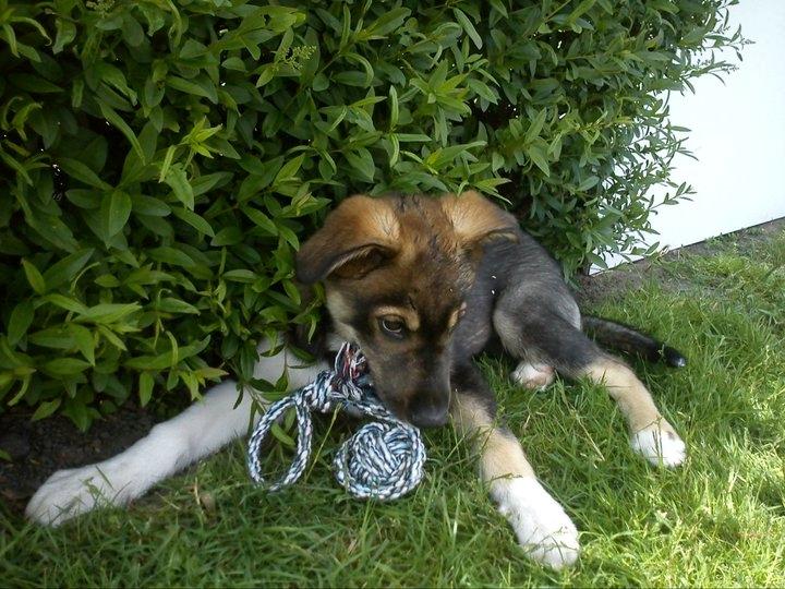 Blanding af racer Tyson billede 19