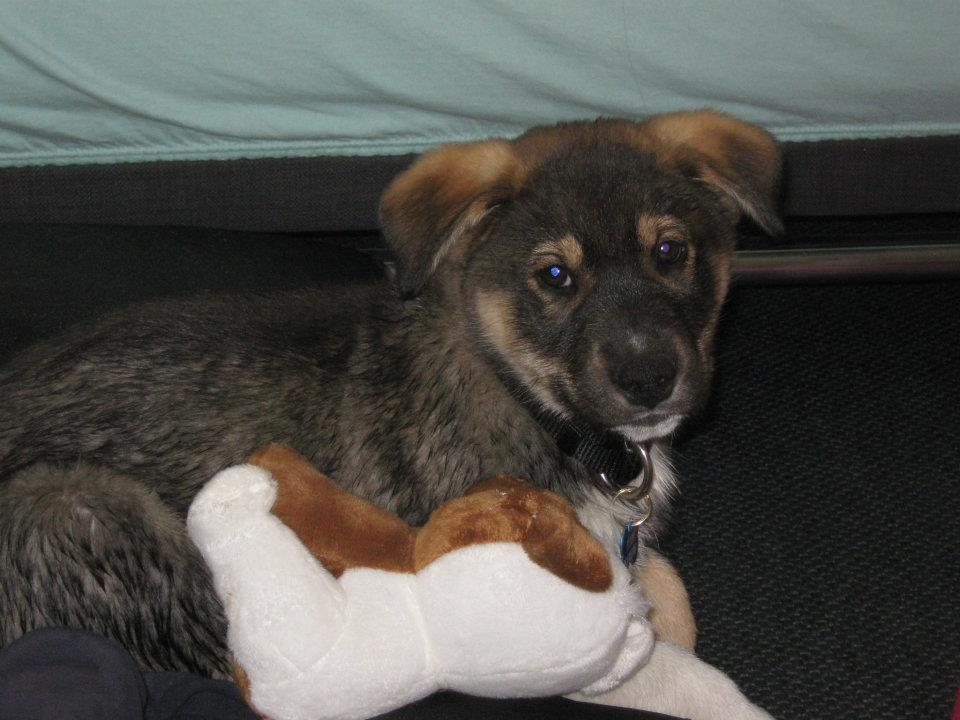 Blanding af racer Tyson billede 20