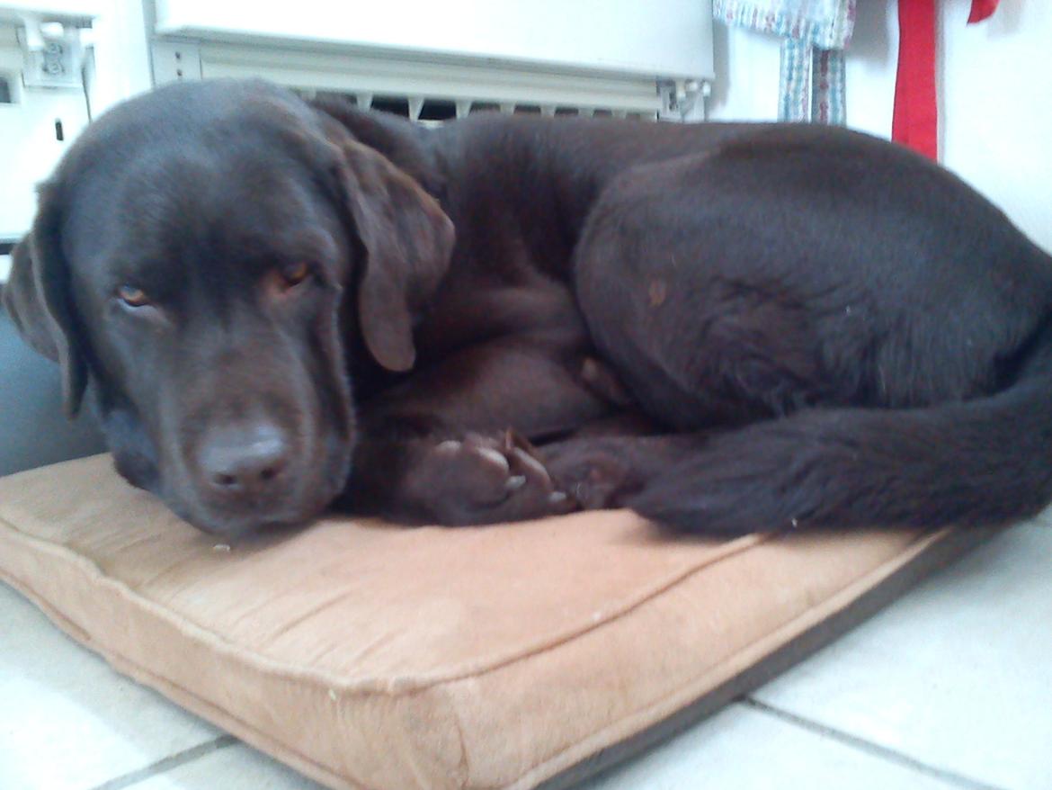 Labrador retriever Nelly billede 5