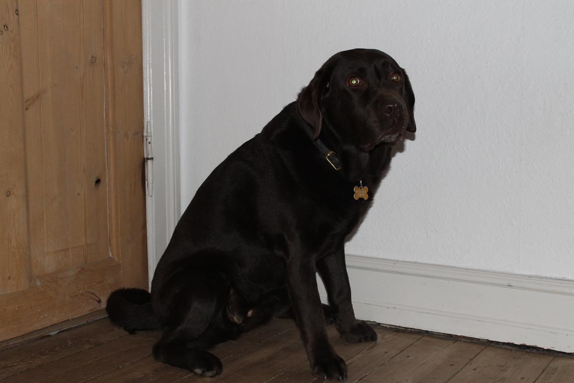 Labrador retriever Nelly billede 8