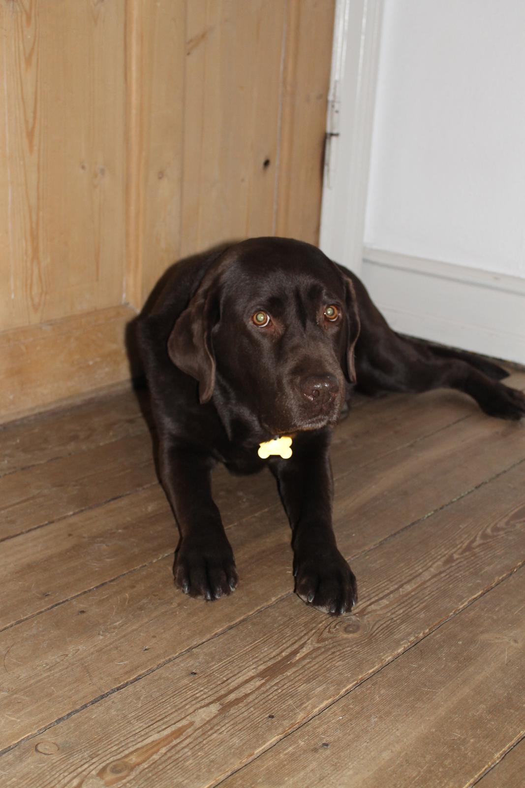 Labrador retriever Nelly billede 9