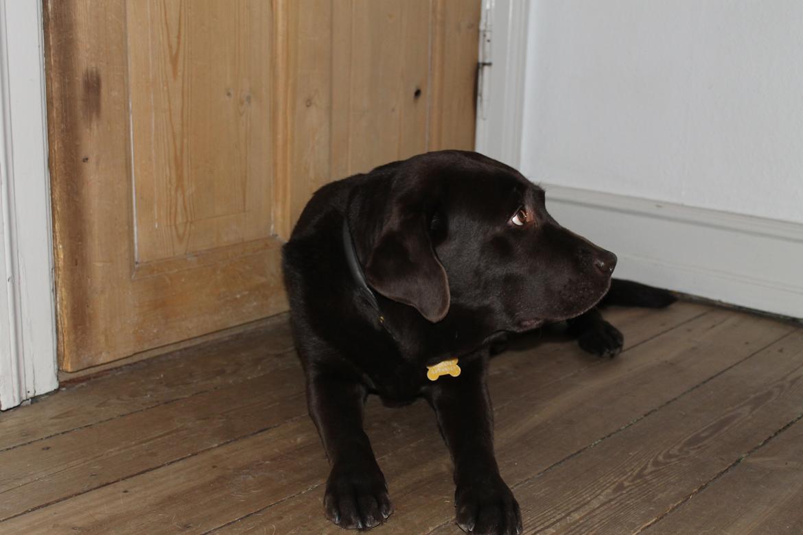 Labrador retriever Nelly billede 10