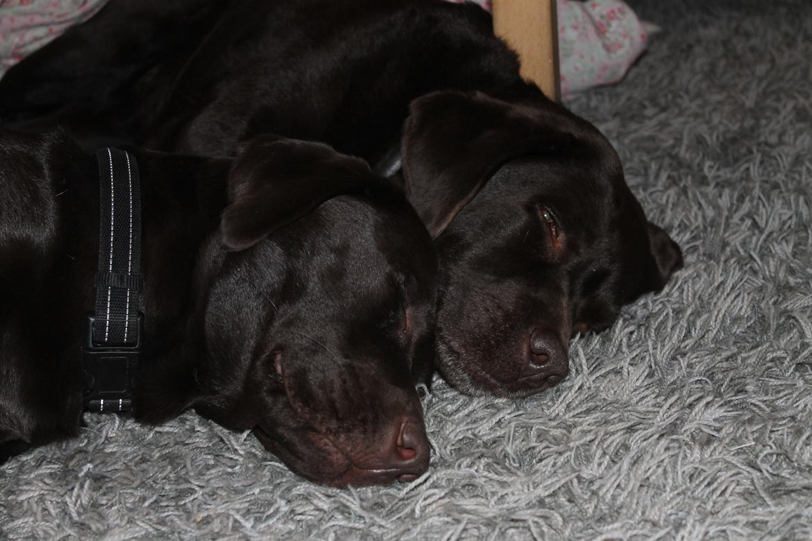 Labrador retriever Nelly billede 11