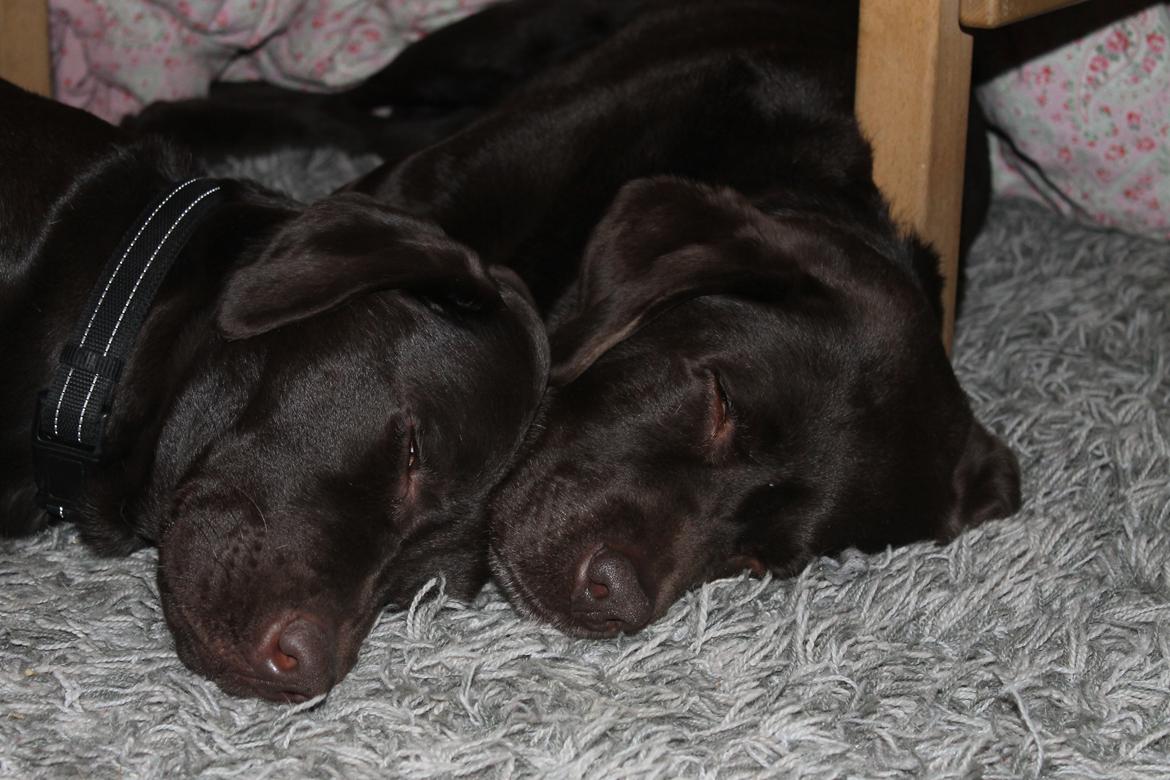 Labrador retriever Nelly billede 3