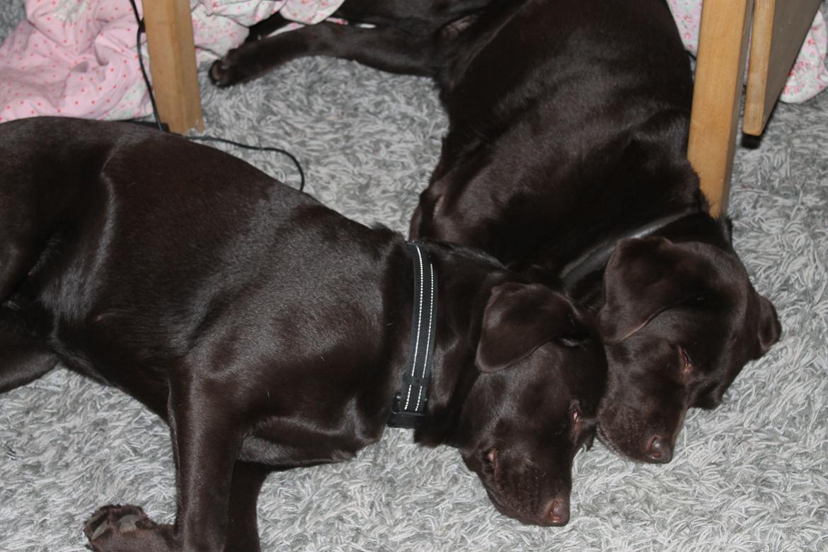 Labrador retriever Nelly billede 12