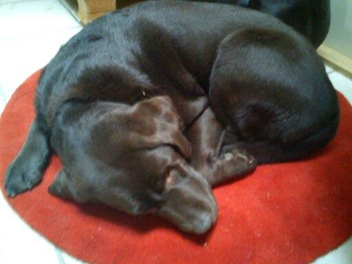 Labrador retriever Nelly billede 13