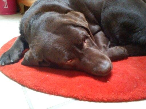 Labrador retriever Nelly billede 14